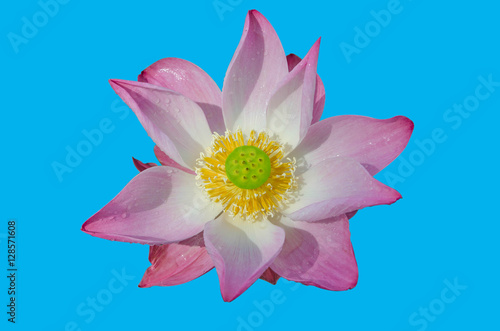 water lily pink in isolated