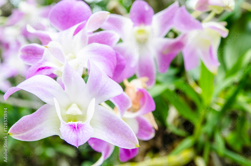 Close up of beautiful purple orchids in the garden Close up of beautiful purple orchids in the garden