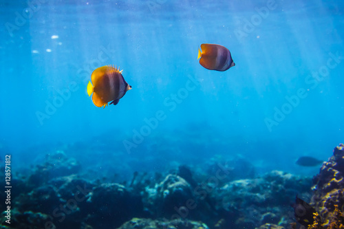 Fototapeta Naklejka Na Ścianę i Meble -  Colorful Tropical Fish