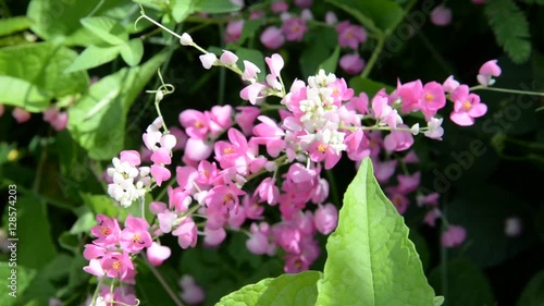 Pink flowers and insects swarming ants smell