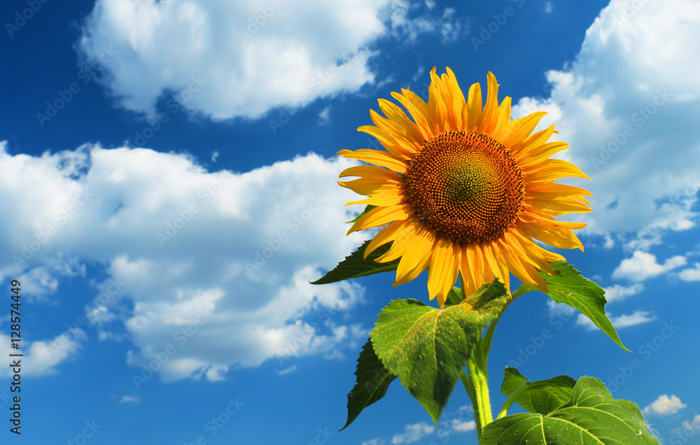 Beautiful sunflower against blue sky Beautiful sunflower against blue sky