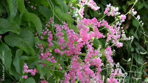 Pink flowers and insects swarming ants smell