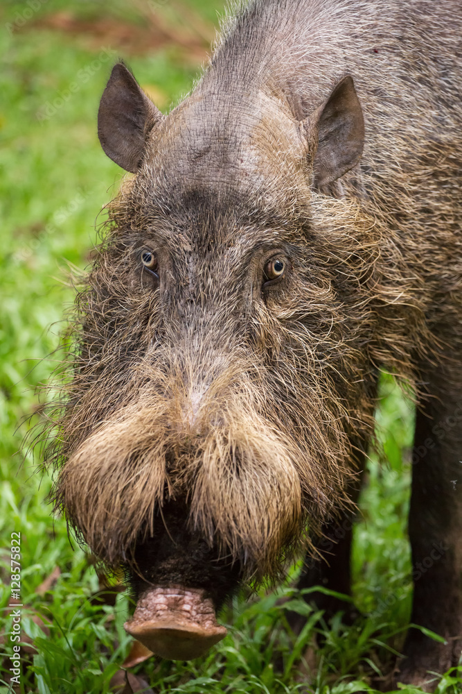 Bornean bearded pig in Bako National Park, Borneo, Malaysia Bornean bearded pig in Bako National Park, Borneo, Malaysia