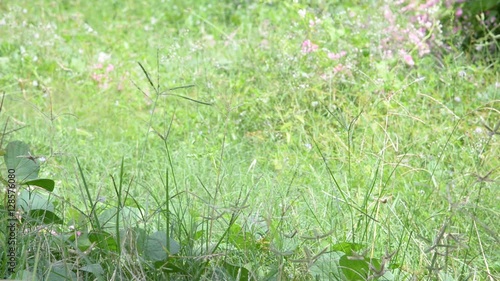 Eleusine indica (L.) Gaertn.