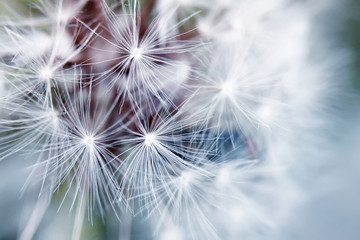 Fotobehang Paardenbloem Zachte witte paardenbloem zaadjes  © nataba