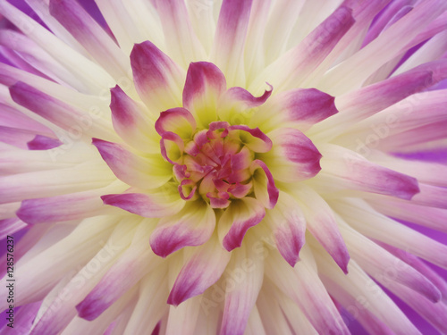 Dahlia  flower  white-pink.   Petals colored rays.Closeup.  Beautiful dahlia  in bloom  for design. Nature.