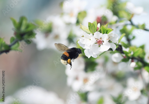 Billede på lærred shaggy bumblebee flying toward a blossoming branch of Apple tree in spring gard