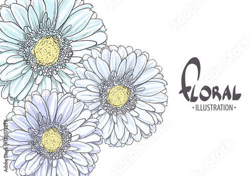 Blue Gerbera on a white background