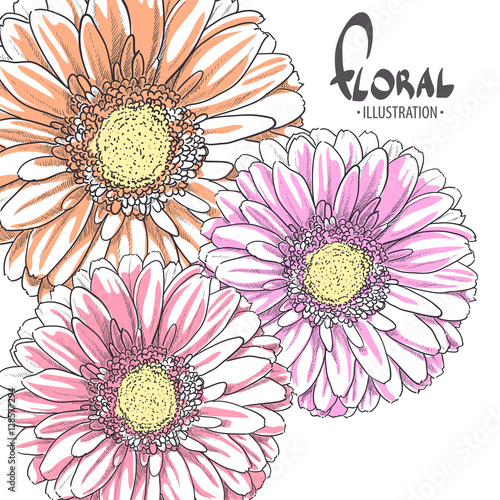 Bright gerbera on a white background