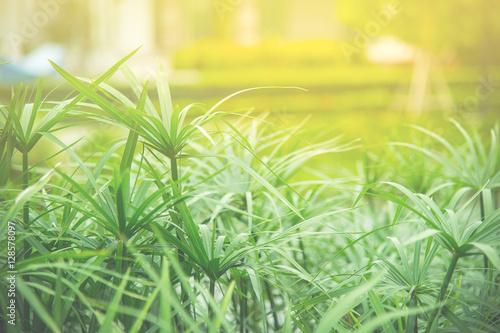 Green reeds leaves in the beams of sunlight blur background