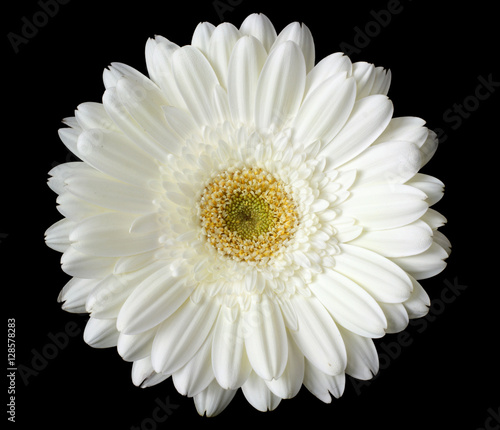 white daisy flower on black background