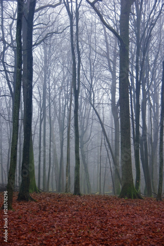 creepy forest landscape - fall season forest path among bare trees