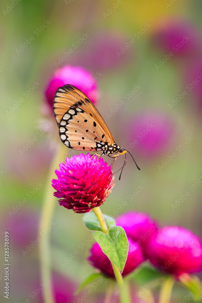 Natural Butterflies and Flowers Natural Butterflies and Flowers
