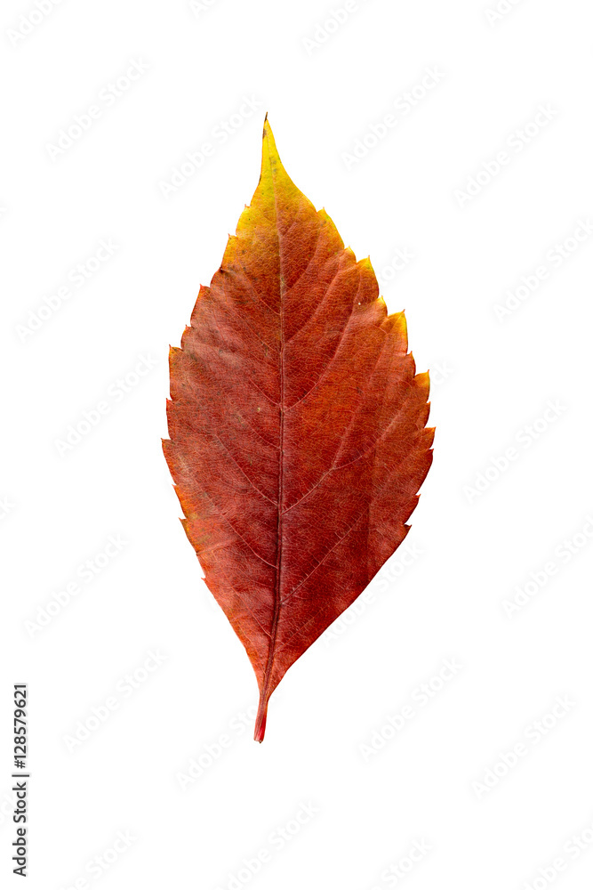 Close-up Photograph of a withering autumnal leaf isolated on whi Close-up Photograph of a withering autumnal leaf isolated on whi