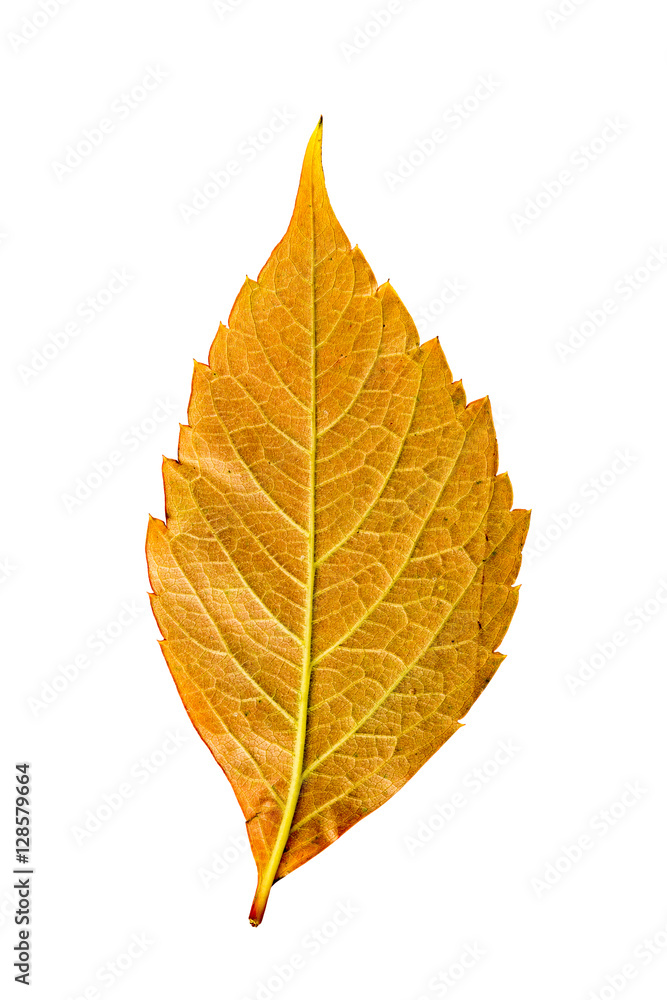 Fototapeta premium Close-up Photograph of a withering autumnal leaf isolated on whi