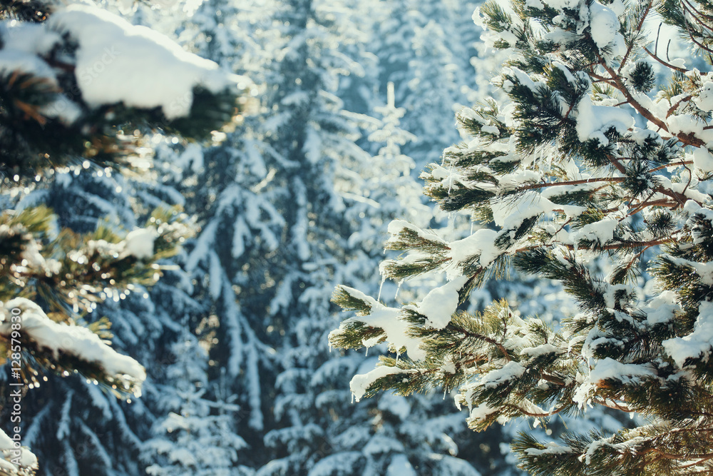 snowy spruce tree with icicles snowy spruce tree with icicles