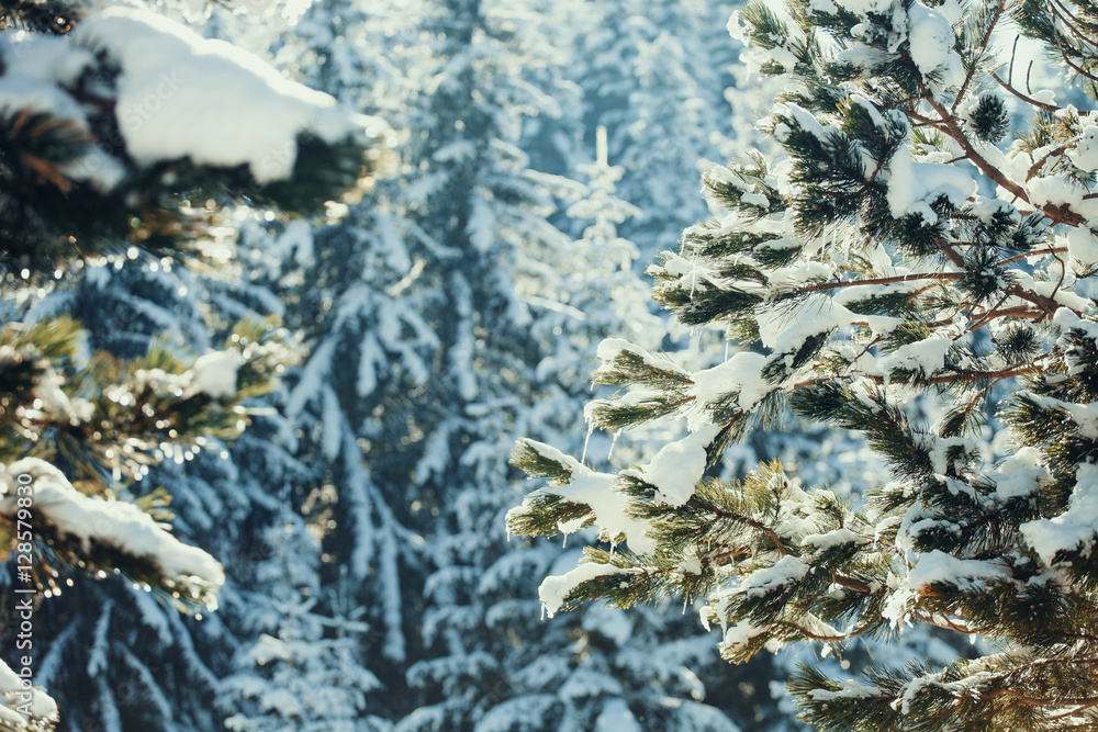 snowy spruce tree with icicles