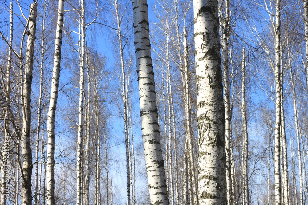Fototapeta premium Beautiful landscape with white birches. Birch trees in bright sunshine. Birch grove in autumn. The trunks of birch trees with white bark. Birch trees trunks.
