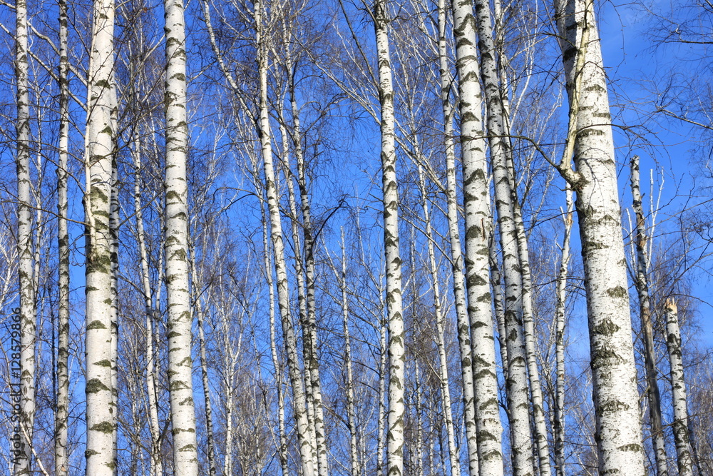 Fototapeta Piękny krajobraz z białymi brzozami. Brzozy w jasnym słońcu. Gaj brzozowy jesienią. Pnie brzoz z białą korą. Pnie drzew brzozy.