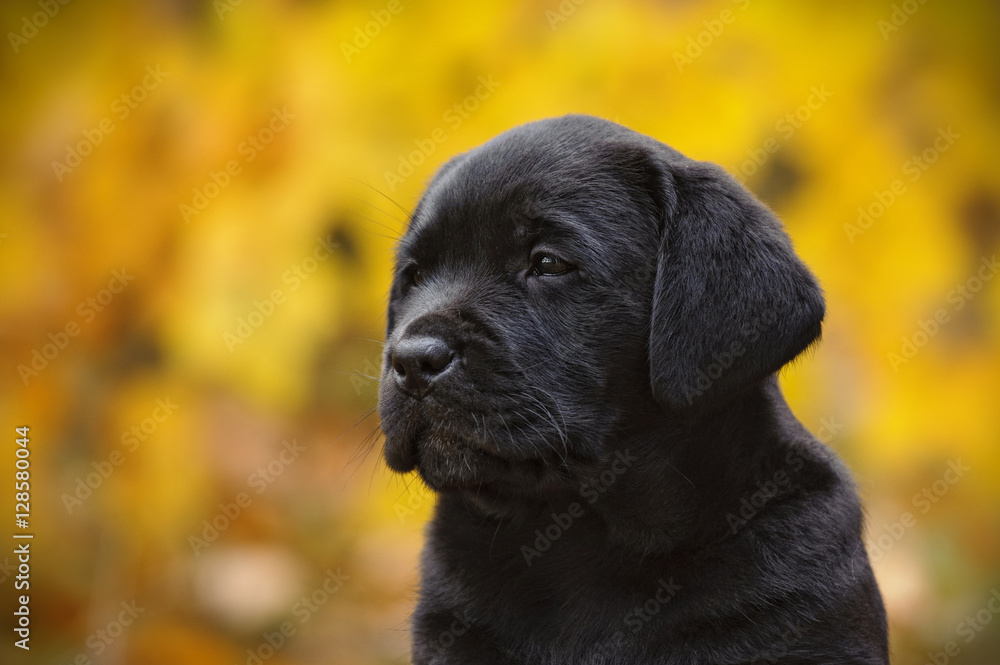 Black Labrador retriever puppy in autumn scenery