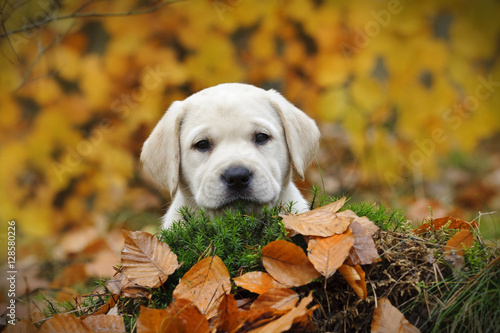 Yellow Labrador retriever puppy in autumn scenery © Waldemar D&#261;brow