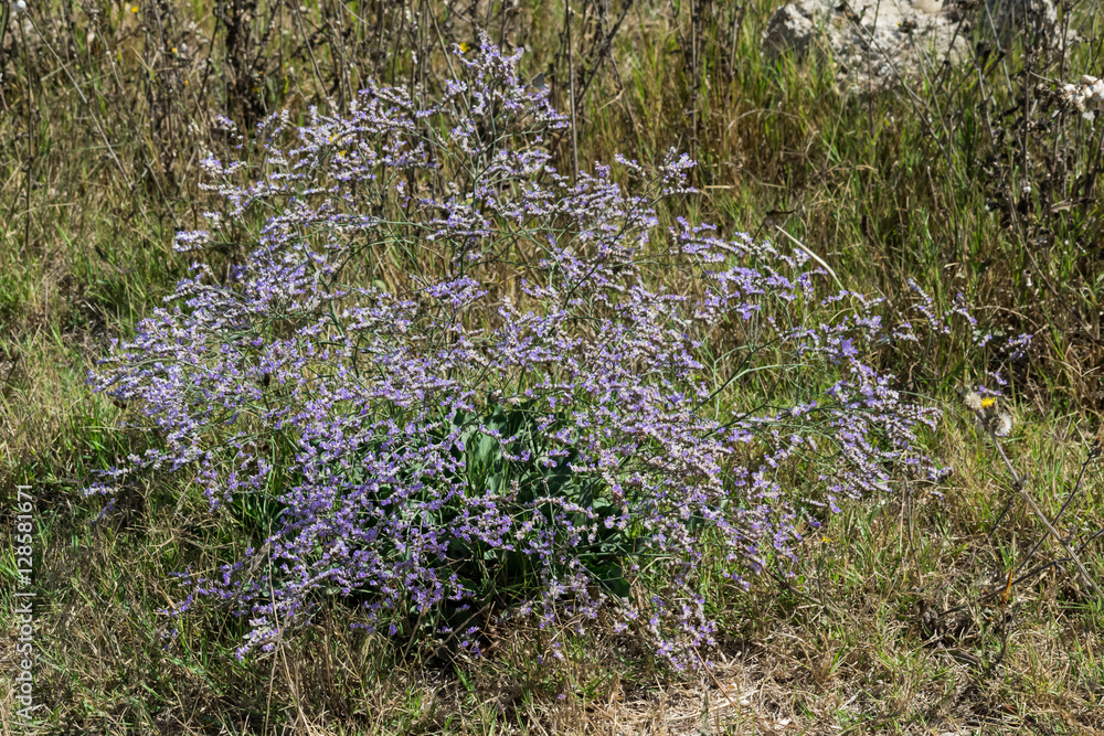 Fototapeta premium Fleur du gardian;
