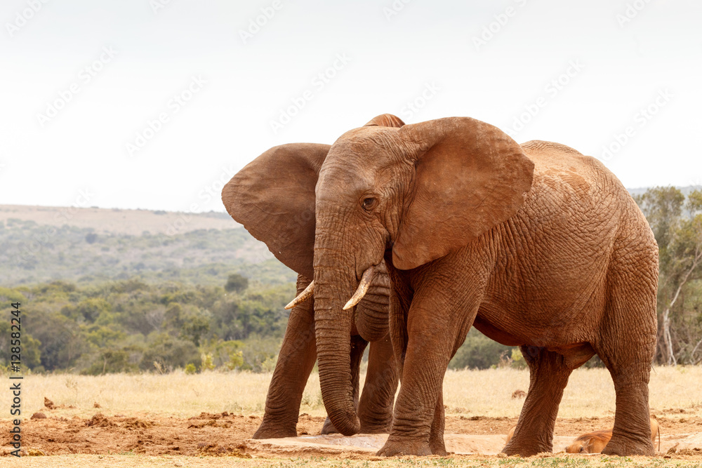 African Bush Elephant standing at the watering hole