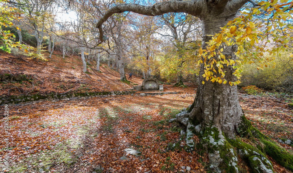 Fototapeta premium Tourist alone contemplating autumn