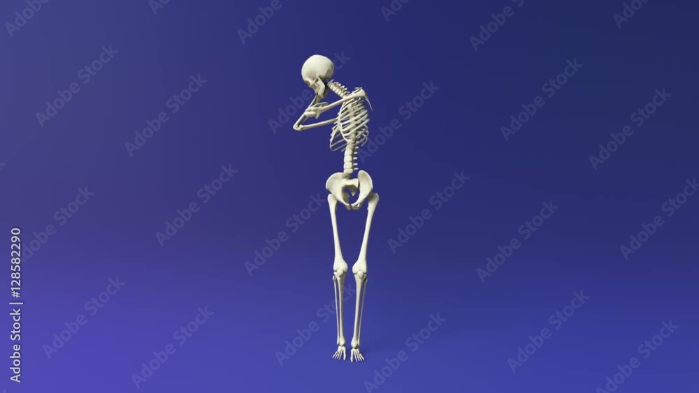 Stretching And Exercising Human Skeletal System Stretching And Exercising Human Skeletal System