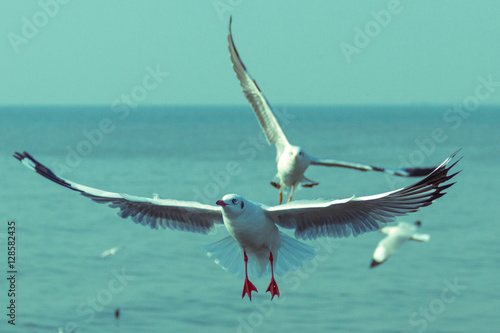 Seagull flying for food at the sea-Vintage filter