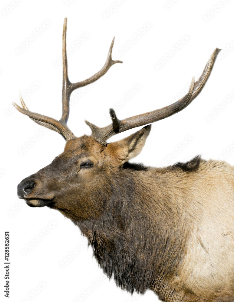 Naklejka premium Isolated Elk