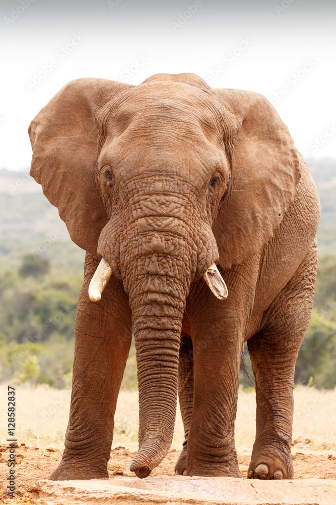 African Bush Elephant looking straight at you