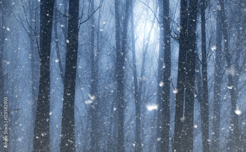 The snow falls in the mystic wild forest © SasaStock