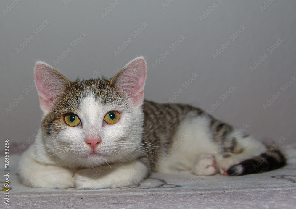 Young kitten model
