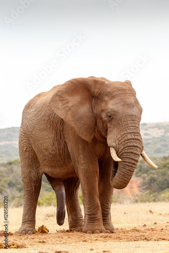 Bush Elephant standing and chilling