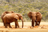 Bush Elephants standing and watching the warthogs
