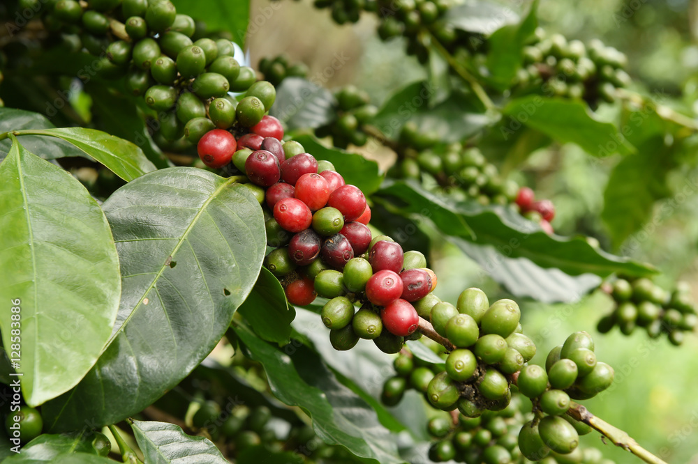 Coffee beans ripening on a tree. Coffee beans ripening on a tree.