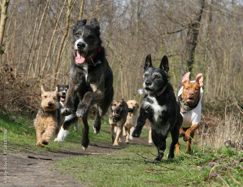 Naklejka premium Course de chiens dans les bois 1