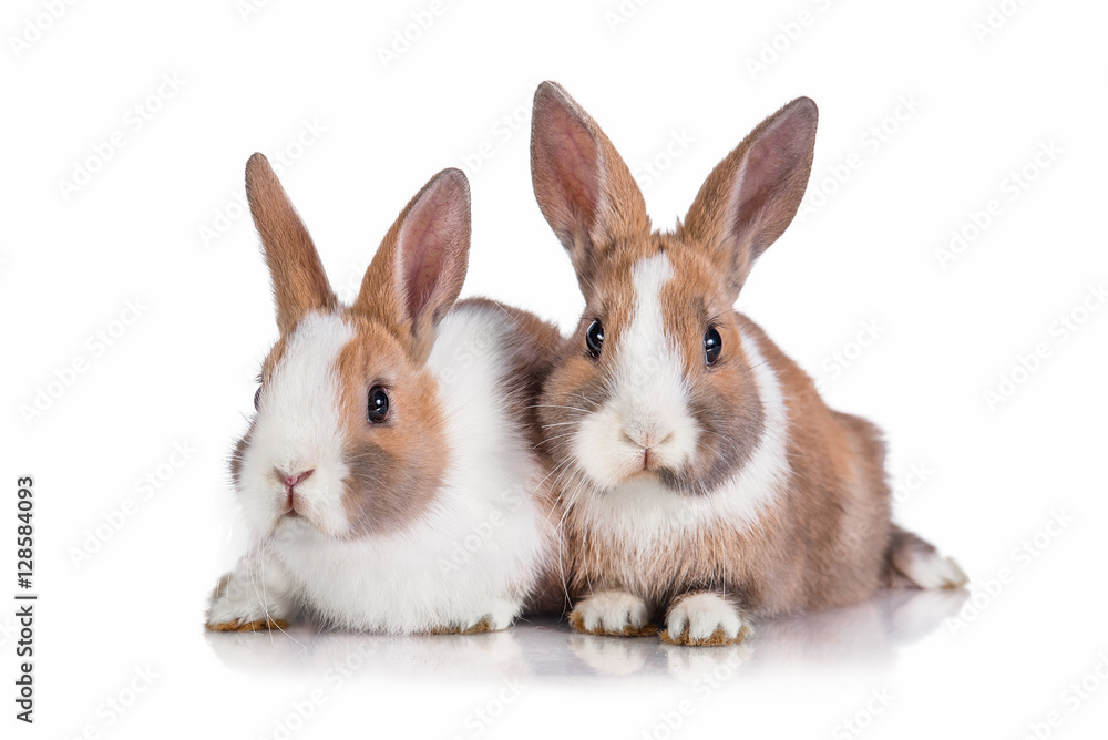 Two little dwarf rabbits isolated on white Two little dwarf rabbits isolated on white