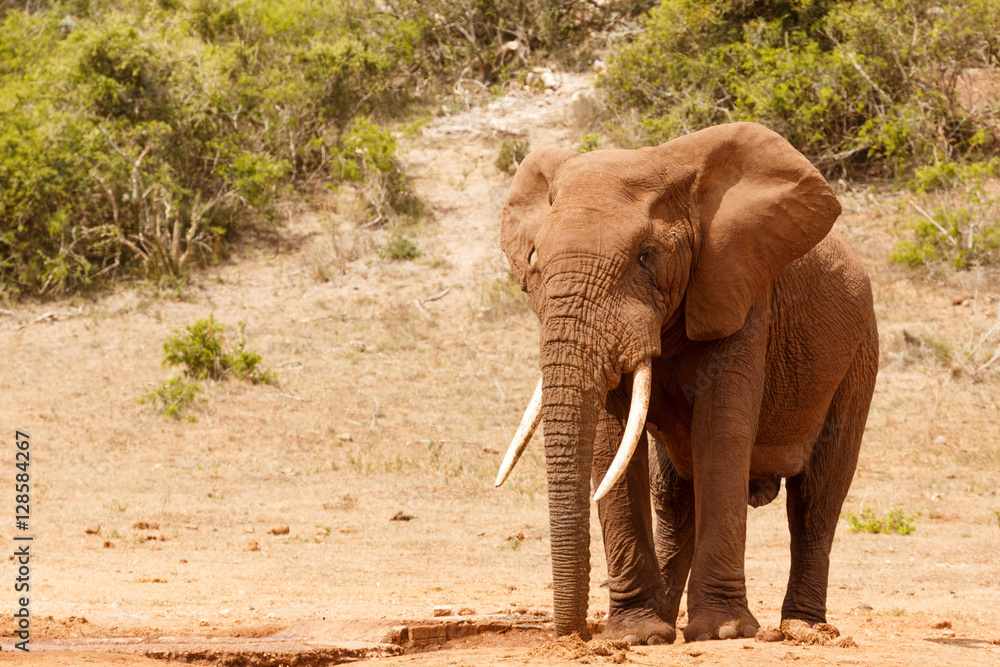 Fototapeta premium Bush Elephant standing all alone
