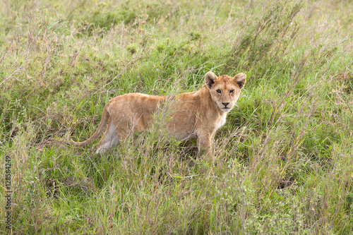 Lion cub stands in grass. Serengeti National Park, Tanzania, Africa. 