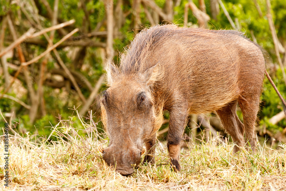 Warthog eating intensely on his grass Warthog eating intensely on his grass