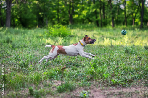 Fox Terrier Dog catches a ball on the fly