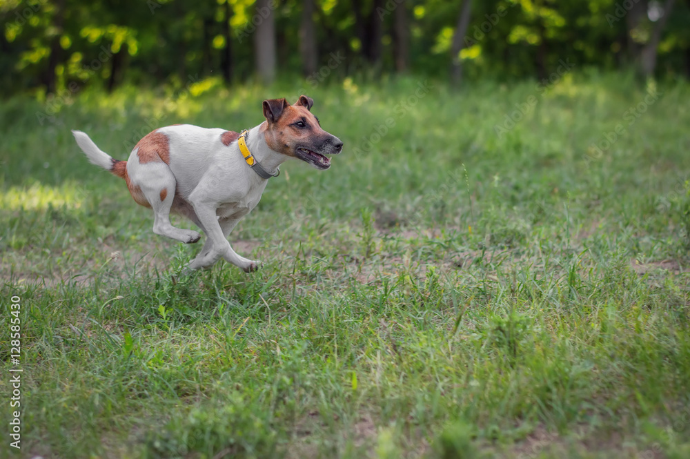 Fox terrier dog runs on a green valley in the summer