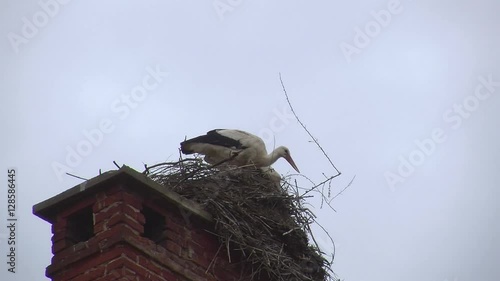 Zwei Weißstörche plagen sich bei der Reparatur des Nestes hoch oben auf dem Kamin photo