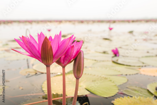 Closeup beautiful pink water lily in the morning at the sea of red waterlily  Located Udonthani province  Thailand