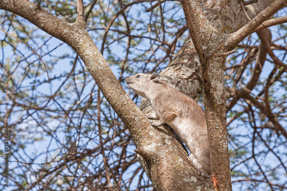 Rock hyraxes (Procavia capensis) sits in profile on tree branch. Serengeti National Park, Great Rift Valley, Tanzania, Africa.
Rock hyraxes (Procavia capensis) sits in profile on tree branch. Serengeti National Park, Great Rift Valley, Tanzania, Africa.
