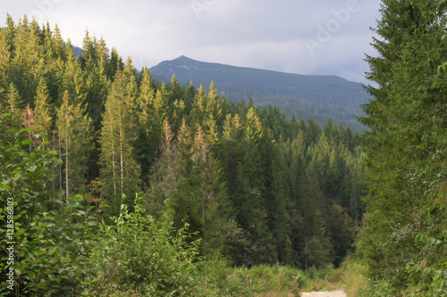 Wallpaper Mural Spruce forest in the Ukrainian Carpathians. Sustainable clear ecosystem Torontodigital.ca