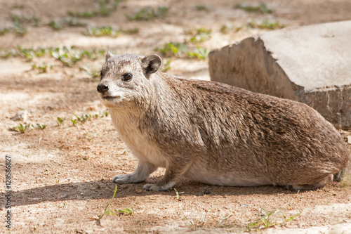 Rock hyraxes (Procavia capensis) sits in profile before concrete road kerb. Serengeti National Park, Great Rift Valley, Tanzania, Africa. 
 photo