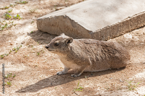 Rock hyraxes (Procavia capensis) sits in profile before concrete road kerb. Serengeti National Park, Great Rift Valley, Tanzania, Africa. 
 photo